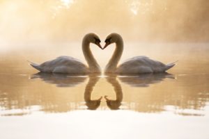 birds, Swans, Lakes, Reflections, Loving