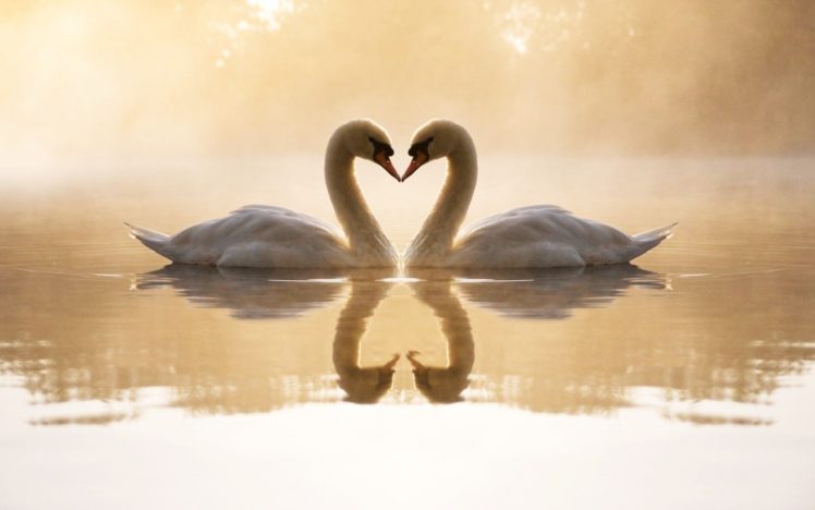 birds, Swans, Lakes, Reflections, Loving HD Wallpaper Desktop Background