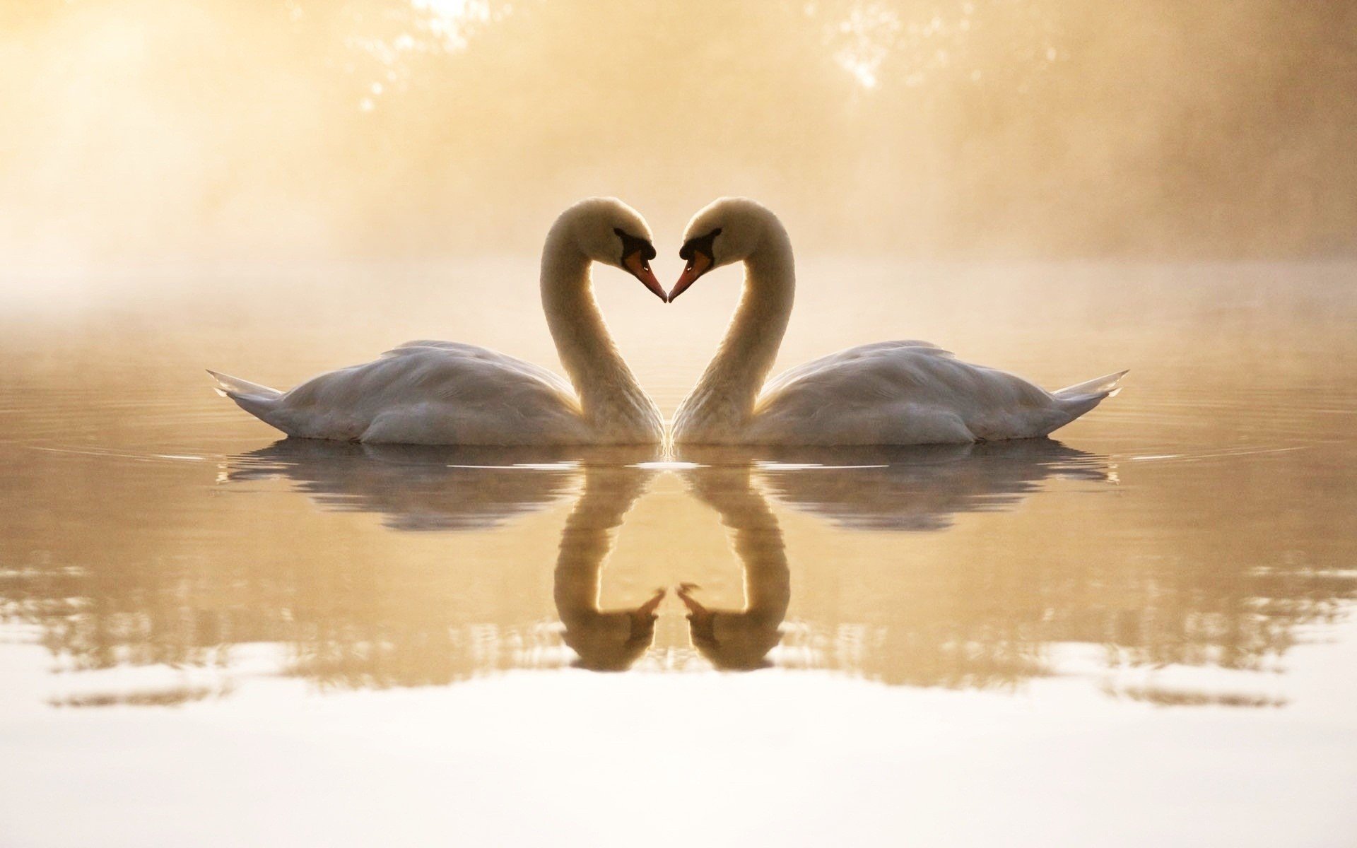 birds, Swans, Lakes, Reflections, Loving Wallpaper