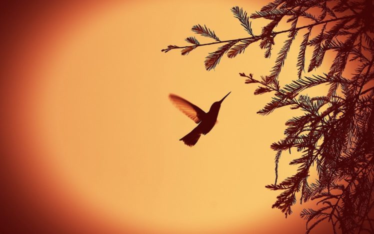 nature, Leaves, Silhouettes, Monochrome, Hummingbirds HD Wallpaper Desktop Background