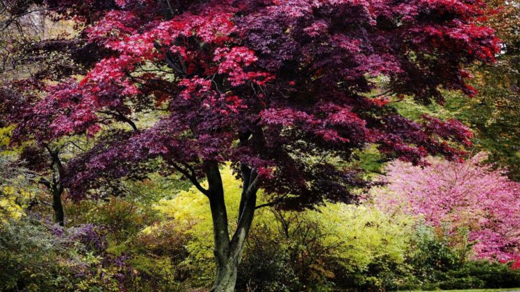 nature, Trees, Autumn, Multicolor, England, Vibrant HD Wallpaper Desktop Background