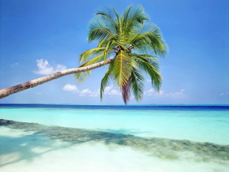 nature, Shore, Palm, Trees, Sea, Beaches HD Wallpaper Desktop Background