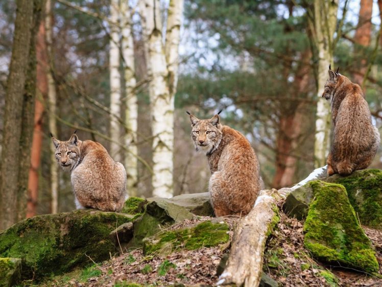 animals, Lynx, Lions, Wild, Cats HD Wallpaper Desktop Background