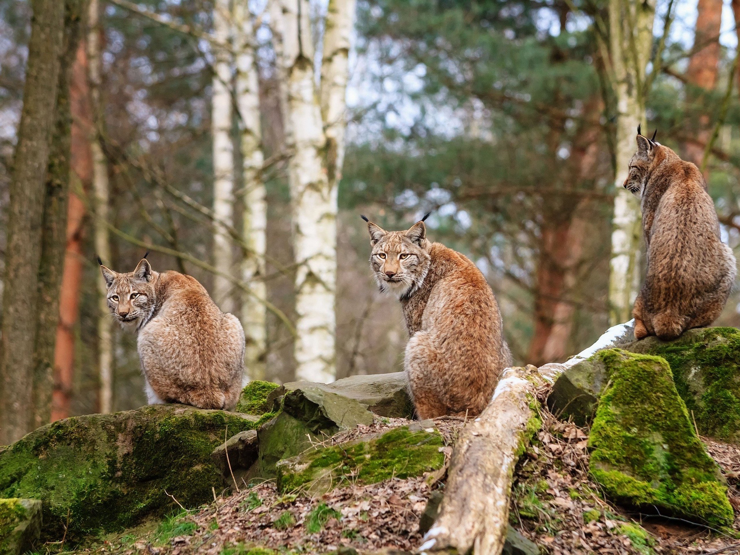 animals, Lynx, Lions, Wild, Cats Wallpaper