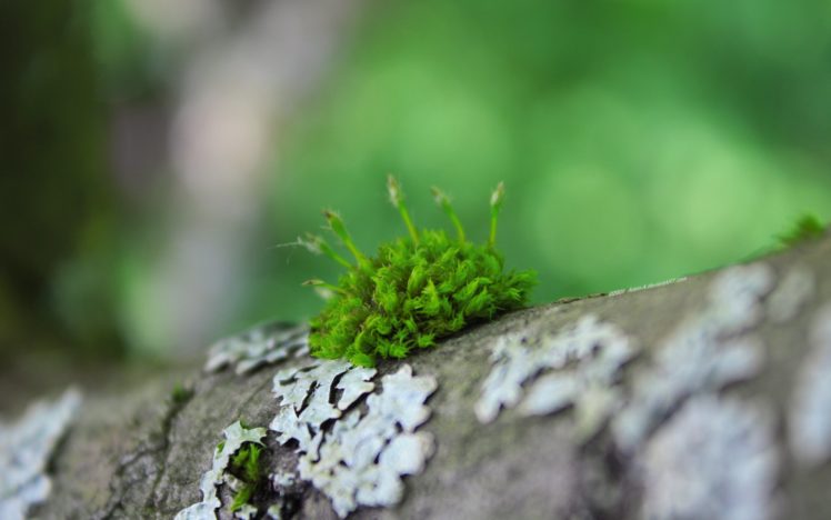 nature, Trees, Moss, Macro, Depth, Of, Field, Logs HD Wallpaper Desktop Background