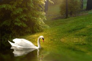 birds, Swans