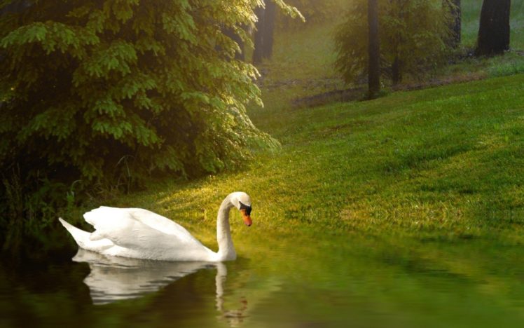 birds, Swans HD Wallpaper Desktop Background