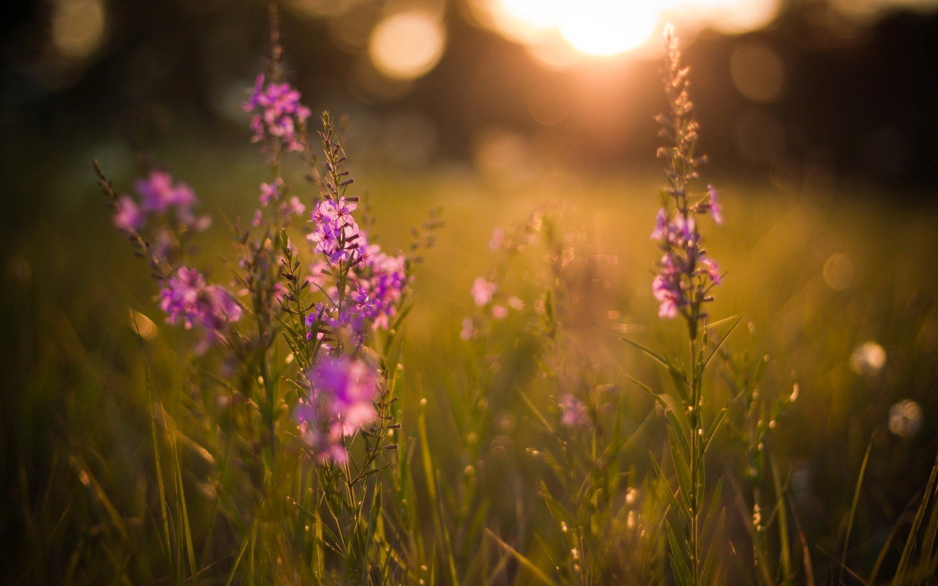 landscapes, Nature, Flowers, Grass, Fields, Summer, Evening Wallpaper