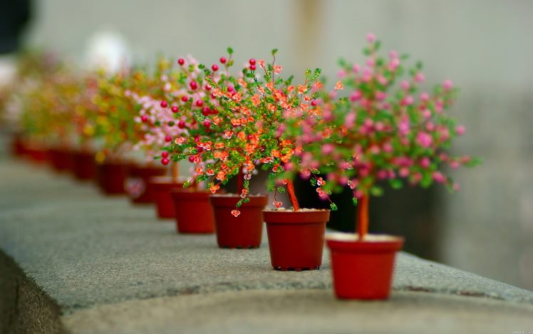 nature, Flowers, Macro, Pots, Vases, Colors, Plants, Petals HD Wallpaper Desktop Background