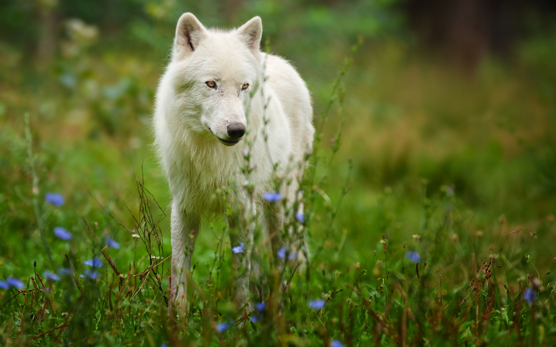 animals, Wolf, Wolves, Fur, Ears, Nose, Eyes, Landscapes, Nature, Grass, Fields, Flowers, Wildlife, Predator Wallpaper