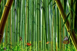 nature, Forests, Bamboo, Butterflies