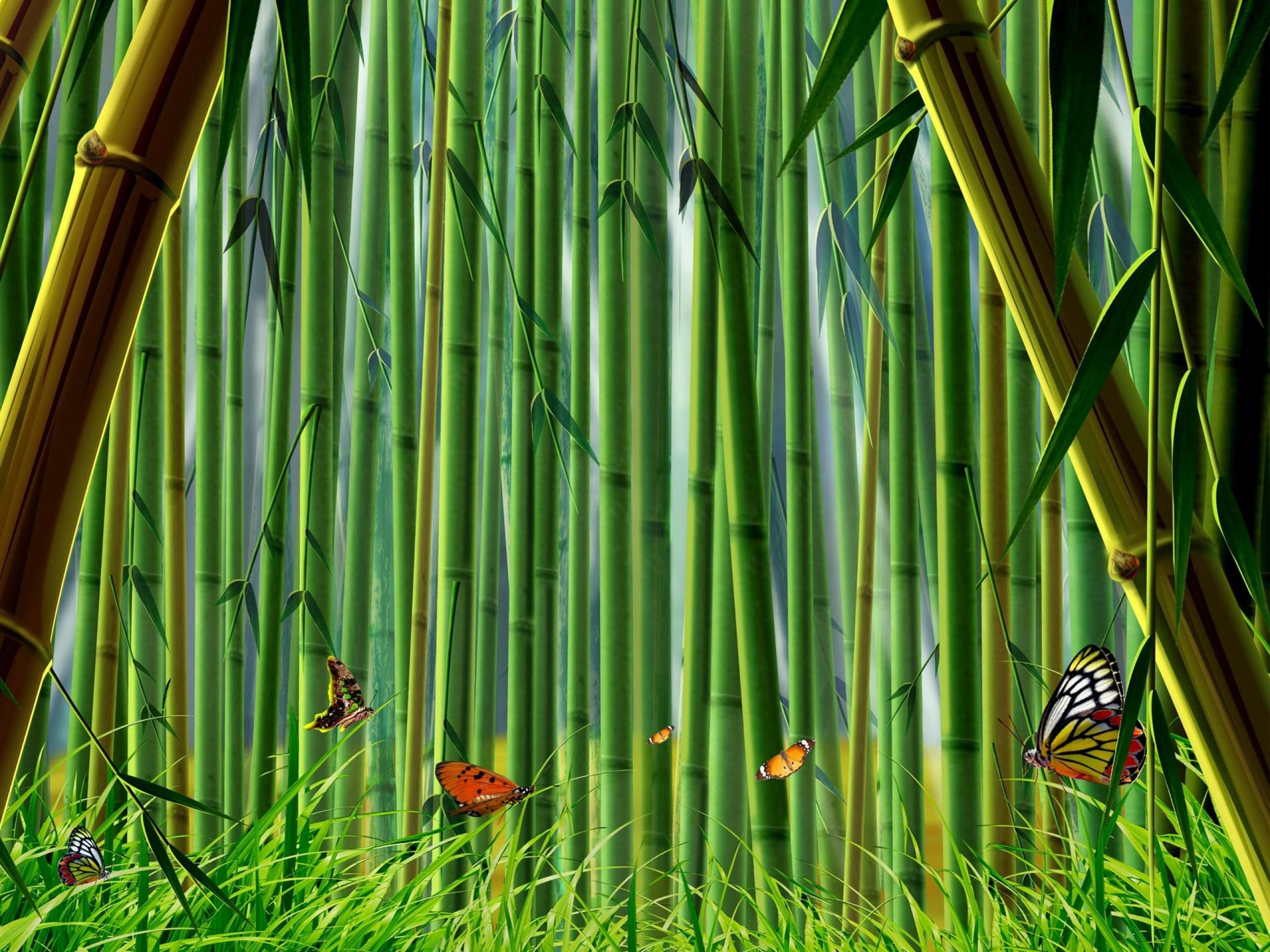 nature, Forests, Bamboo, Butterflies Wallpaper