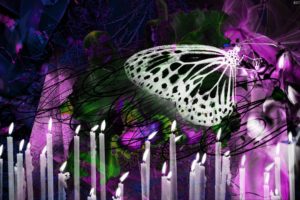 abstract, Lights, Butterflies