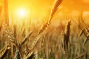 nature, Fields, Summer, Wheat, Sunlight
