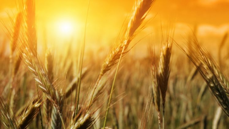 nature, Fields, Summer, Wheat, Sunlight HD Wallpaper Desktop Background