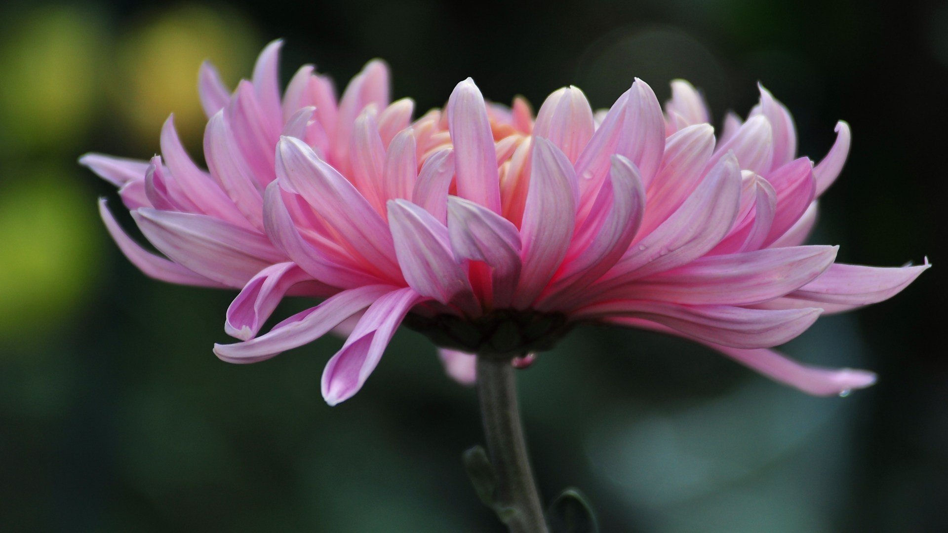 flowers, Artwork Wallpaper