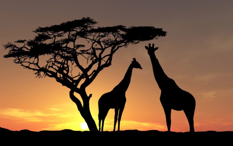 trees, Animals, Silhouettes, Giraffes HD Wallpaper Desktop Background