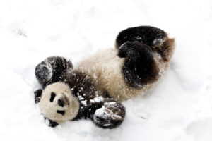 panda, Animals, Bears, Mood, Emotion, Happy, Fur, Contrast, Face, Eyes, Winter, Snow, Seasons, Nature, Wildlife