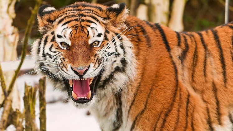 animals, Tigers, Wild, Animals, Beasts HD Wallpaper Desktop Background