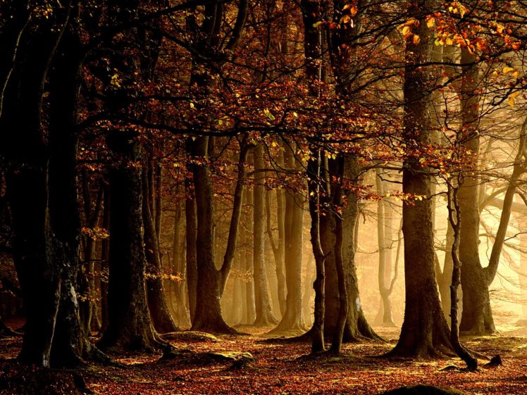 nature, Trees, Autumn, Forests, Leaves HD Wallpaper Desktop Background