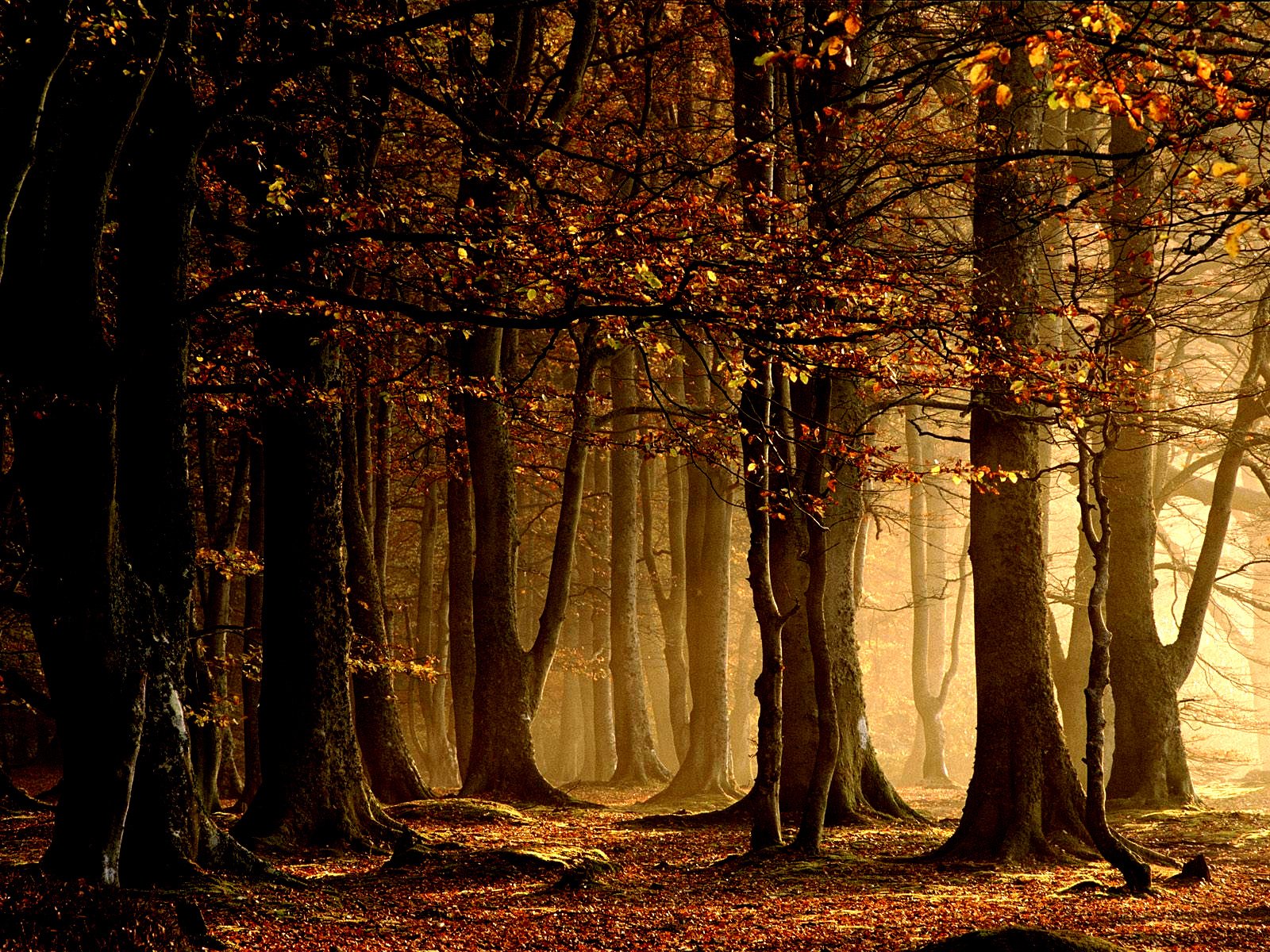 nature, Trees, Autumn, Forests, Leaves Wallpaper
