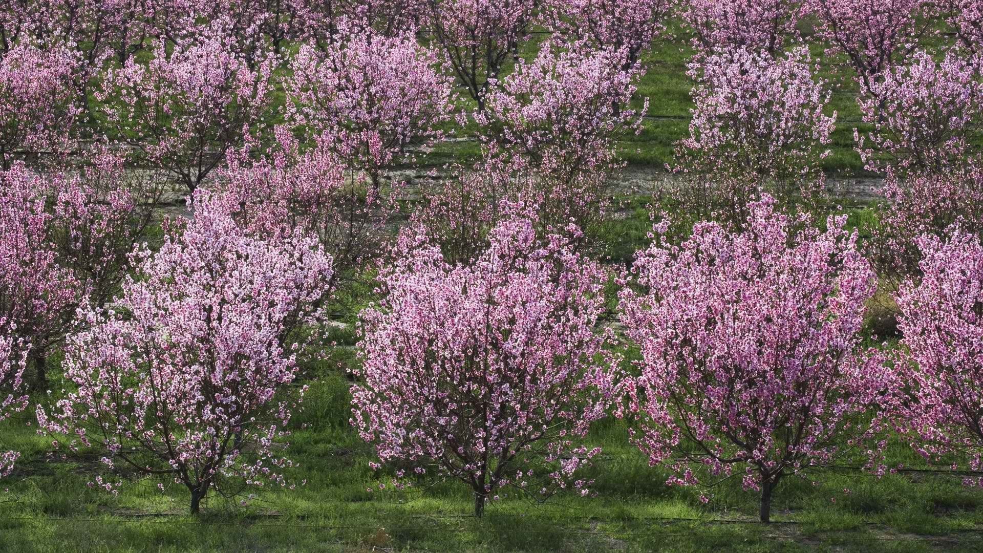 trees, Bloom, Peaches, California, Lancaster, Orchards, Fruit, Trees Wallpaper