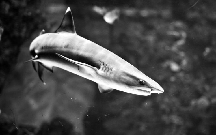 sharks, Grayscale, Sealife HD Wallpaper Desktop Background