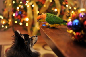 holidays, Christmas, Seasonal, Dogs