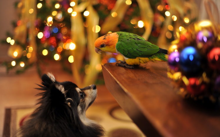 holidays, Christmas, Seasonal, Dogs HD Wallpaper Desktop Background
