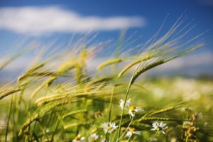 nature, Flowers, Fields, Wheat