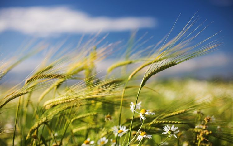 nature, Flowers, Fields, Wheat HD Wallpaper Desktop Background