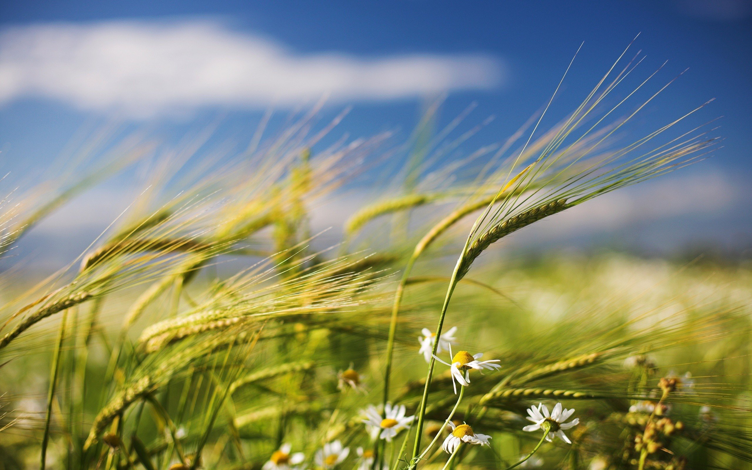 nature, Flowers, Fields, Wheat Wallpaper