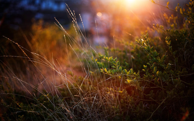 nature, Landscapes, Plants, Grass, Garden, Macro, Close, Up, Sun, Sunlight, Sunrise, Sunset HD Wallpaper Desktop Background