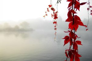 nature, Leaves, Autumn, Fall, Seasons, Maple, Branch, Lakes, Pond, Morning, Fog, Mist, Haze, Islands, Trees