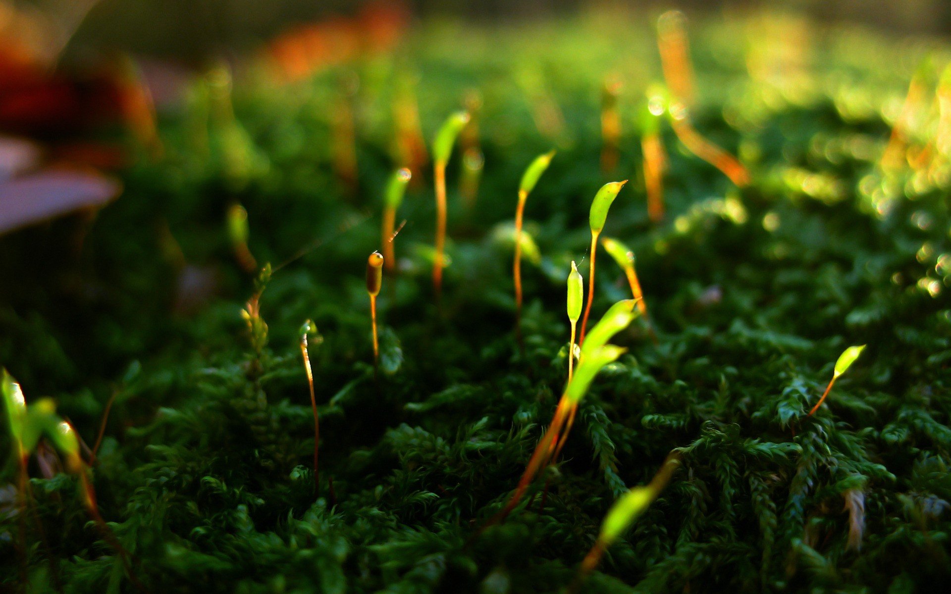 green, Close up, Nature, Grass, Moss, Macro, Depth, Of, Field Wallpaper