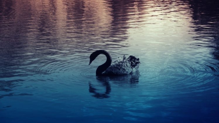nature, Black, Swan, Lakes HD Wallpaper Desktop Background