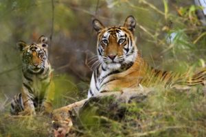 animals, India, Bengal, Tigers, National, Park