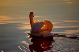 birds, Swans, Sunlight, Lakes