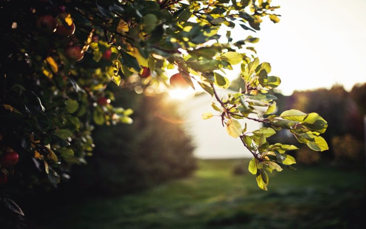 sun, Trees, Sunlight, Apples, Fruit, Trees HD Wallpaper Desktop Background