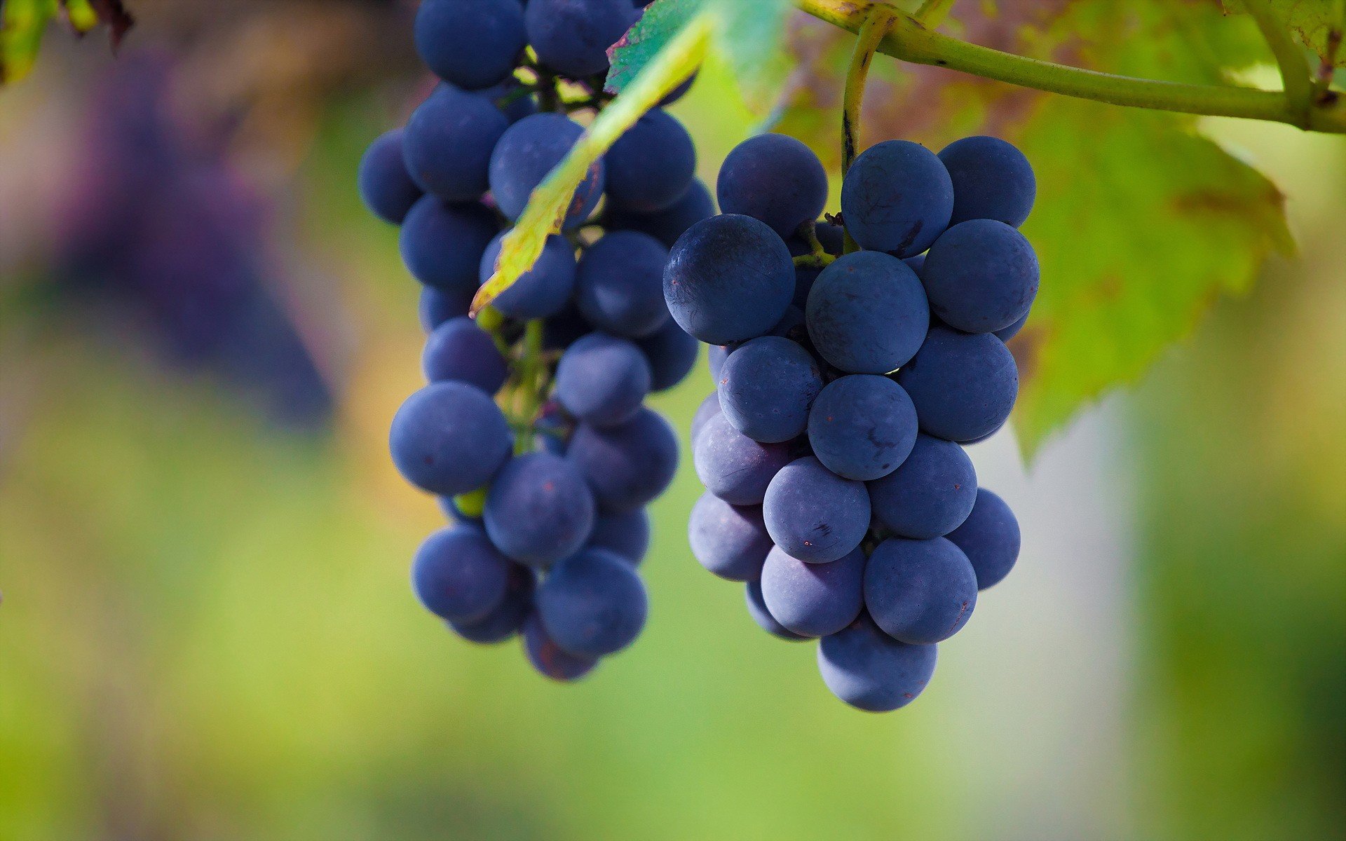 fruits Wallpaper