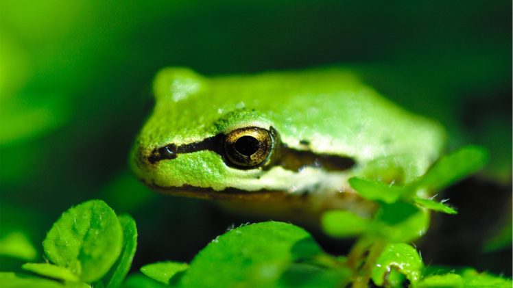 frogs HD Wallpaper Desktop Background