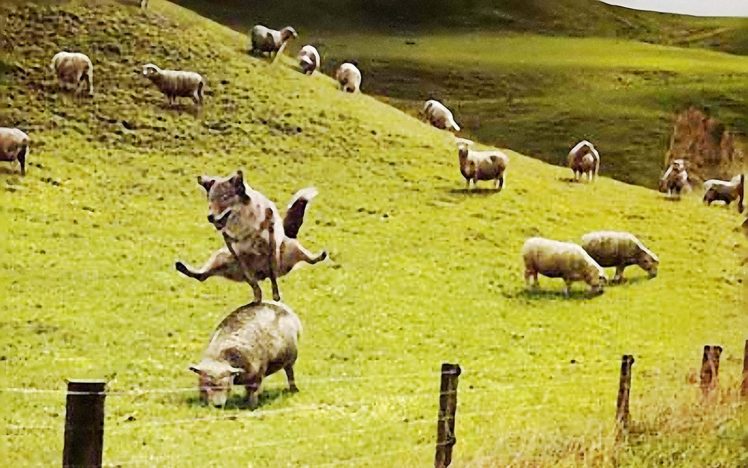 sheep, Foxes HD Wallpaper Desktop Background