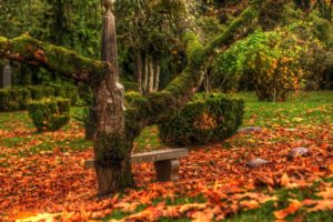 nature, Landscapes, Trees, Fields, Grass, Park, Garden, Gothic, Dark, Mood, Emotion, Sad, Sorrow, Bench, Cemetary, Grave, Stone, Headstone, Rock, Leaves, Autumn, Fall, Seasons, Plants, Color
