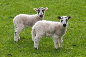 animals, Grass, Sheep, Lambs