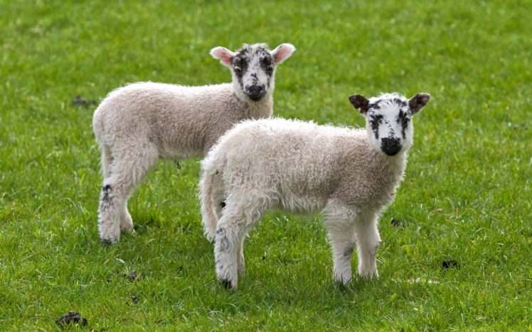 animals, Grass, Sheep, Lambs HD Wallpaper Desktop Background