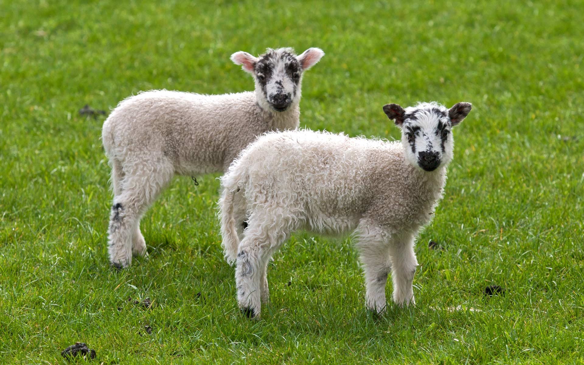 animals, Grass, Sheep, Lambs Wallpaper