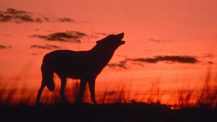animals, Howling, Wolf, Dusk, Calling HD Wallpaper Desktop Background