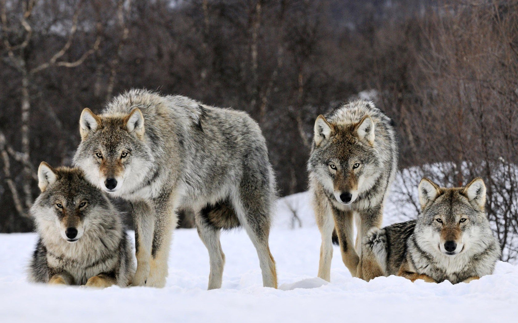 wolves Wallpaper