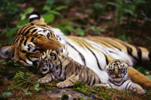 tigers, Animals, Cats, Babies, Mother, Mom, Mood, Emotion, Love, Children, Stripes, Patterns, Color, Contrast, Trees, Forests, Zoo, Wildlife, Predator, Cute, Plants, Vegetation
