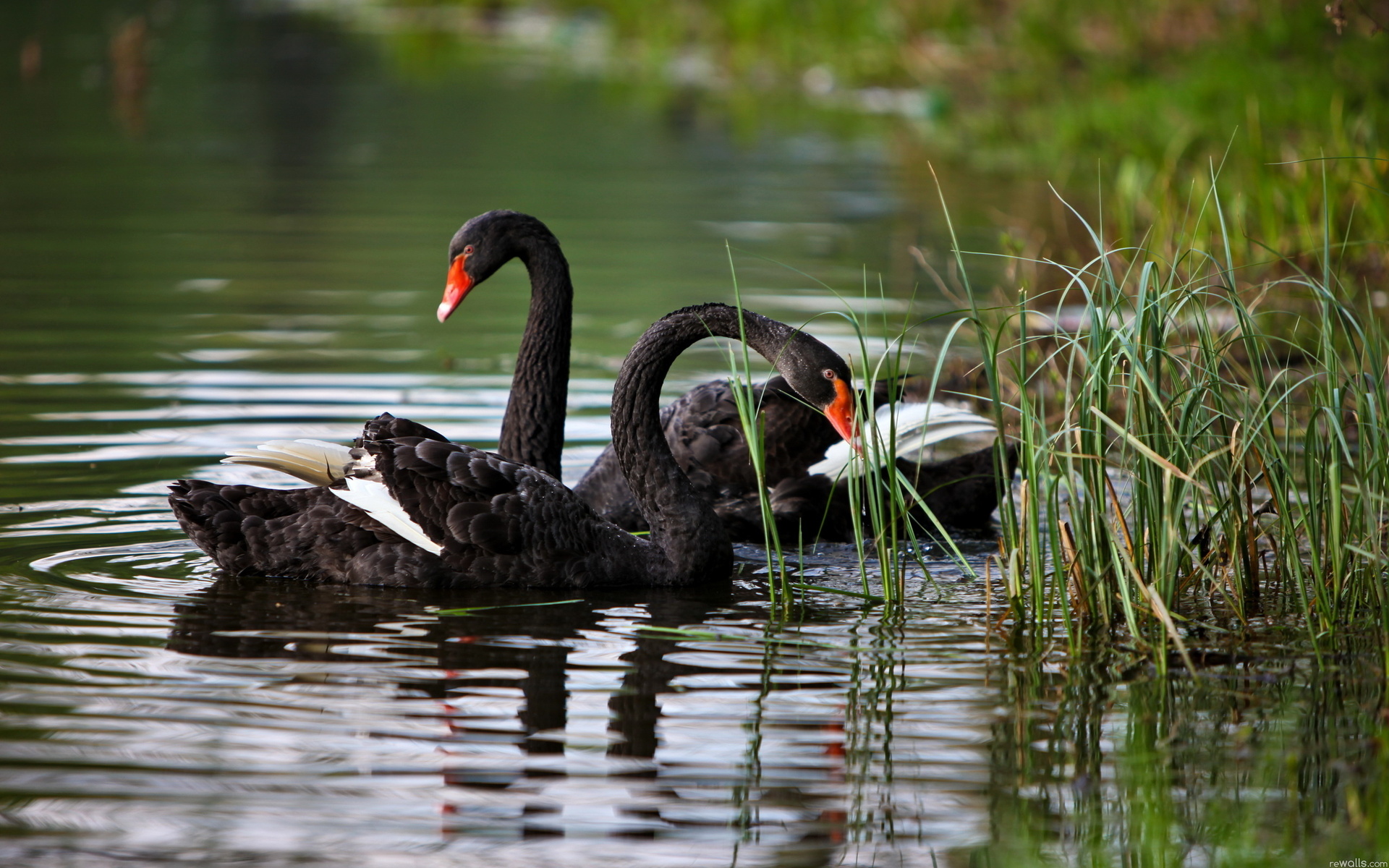 swans, Animals, Birds, Feathers, Contrast, Lakes, Pond, Water, Swim, Float, Grass, Shore, Wildlife, Reflection, Reeds Wallpaper